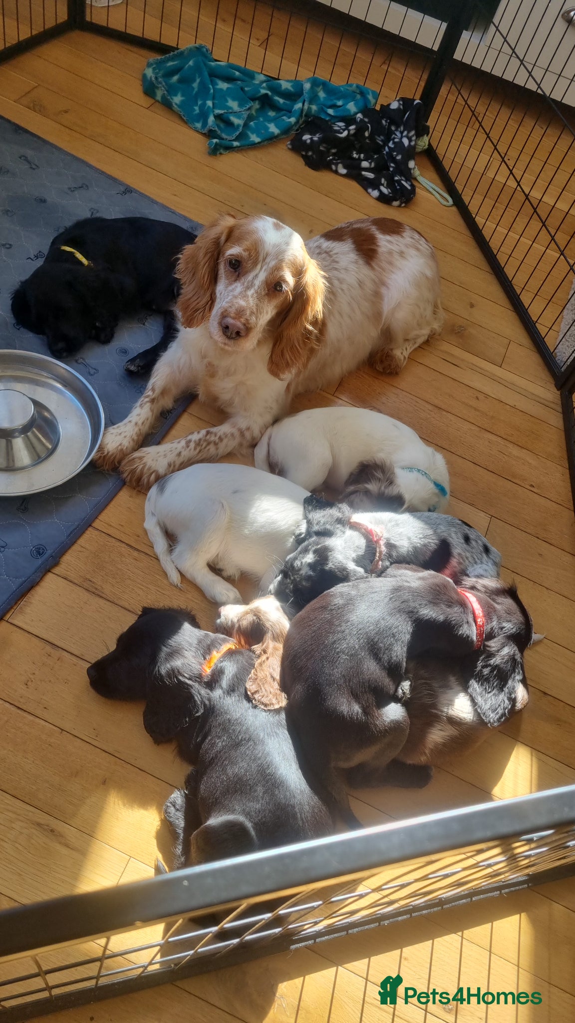 Cocker Spaniel dogs 7 Beautiful Cocker Spaniel Puppies - Advert 9