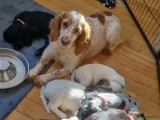 Cocker Spaniel dogs 7 Beautiful Cocker Spaniel Puppies - Advert 9