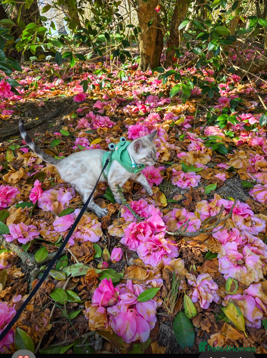 Bengal cats for sale: 🥇🏆Gorgeous Pedigree Tica Pure Bengals🏆🥇 - Advert 23