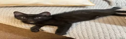 Mixed Breed cats for sale: Lovely 8-Week-Old Kittens (Flea/Worm Treated)⁠ in Chigwell - Advert 5