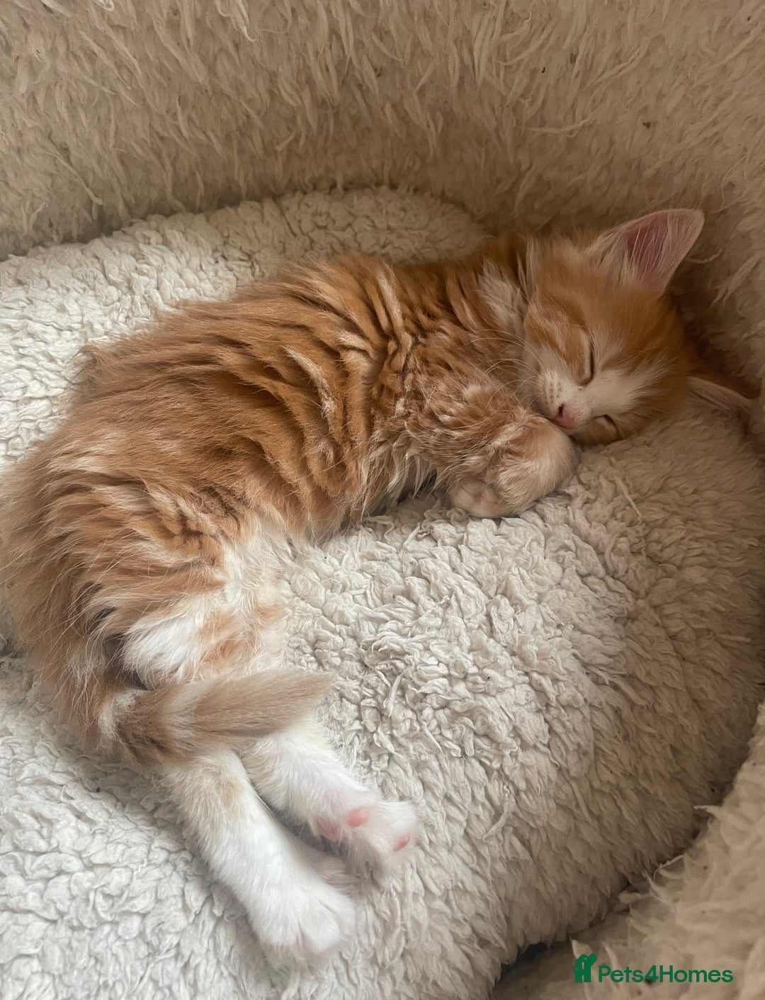Mixed Breed cats for sale: 5 Fluffy Half Maine Coon kittens - Advert 35