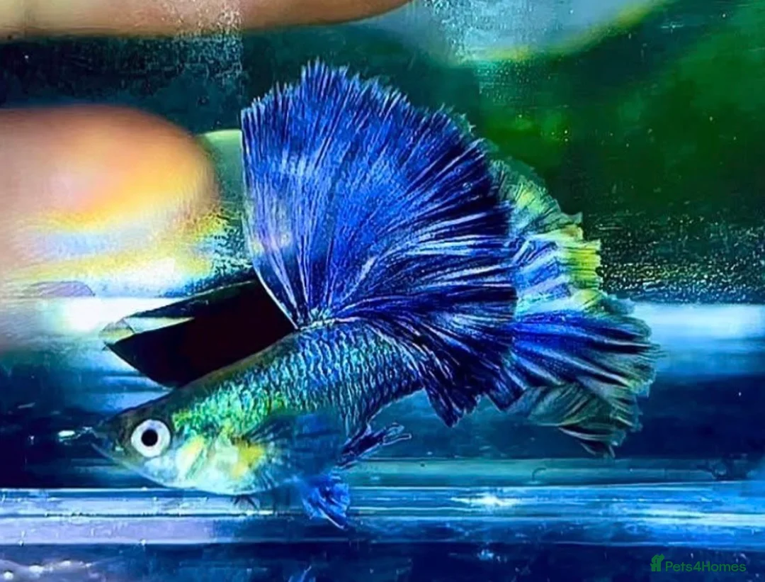 Live Bearers fish for sale: Pure Strain Guppies (A Grade) in Peterborough - Advert 2