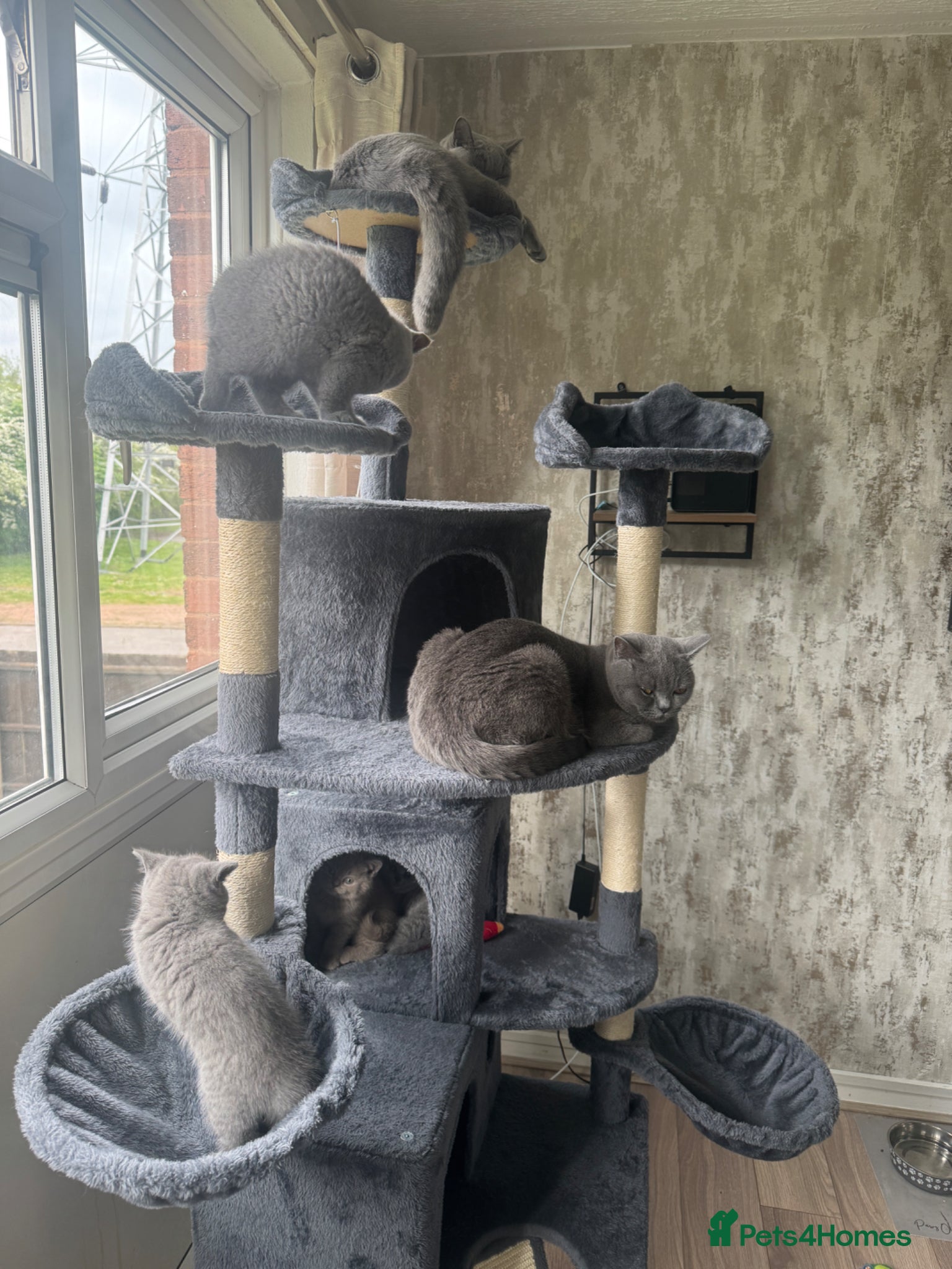 British Shorthair cats for sale: Beautiful British shorthair kittens  - Advert 11