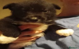 Mixed Breed dogs for sale: Alaskan malamute cross collies puppies  - Image 9