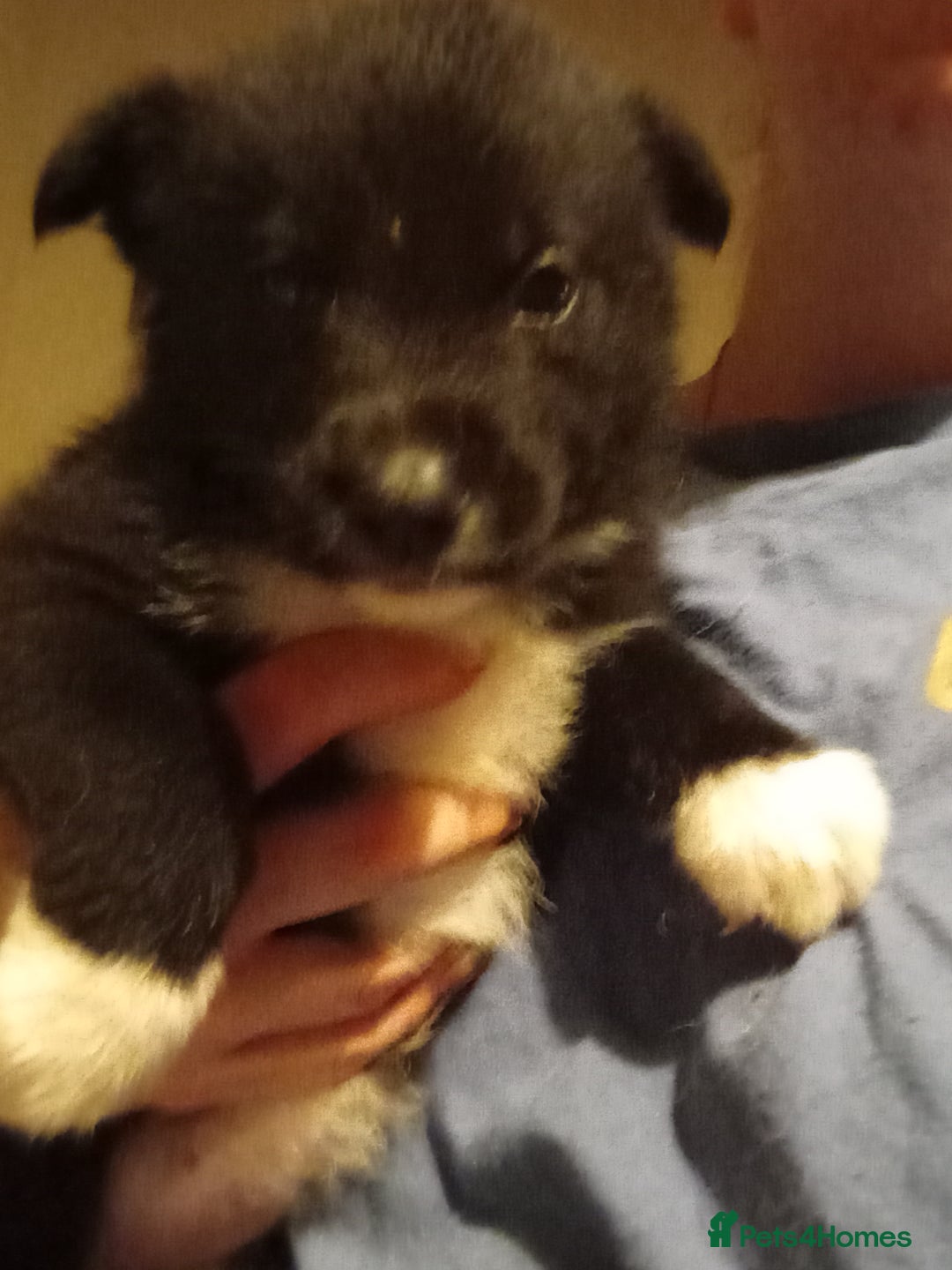 Mixed Breed dogs for sale: Alaskan malamute cross collies puppies  - Image 9