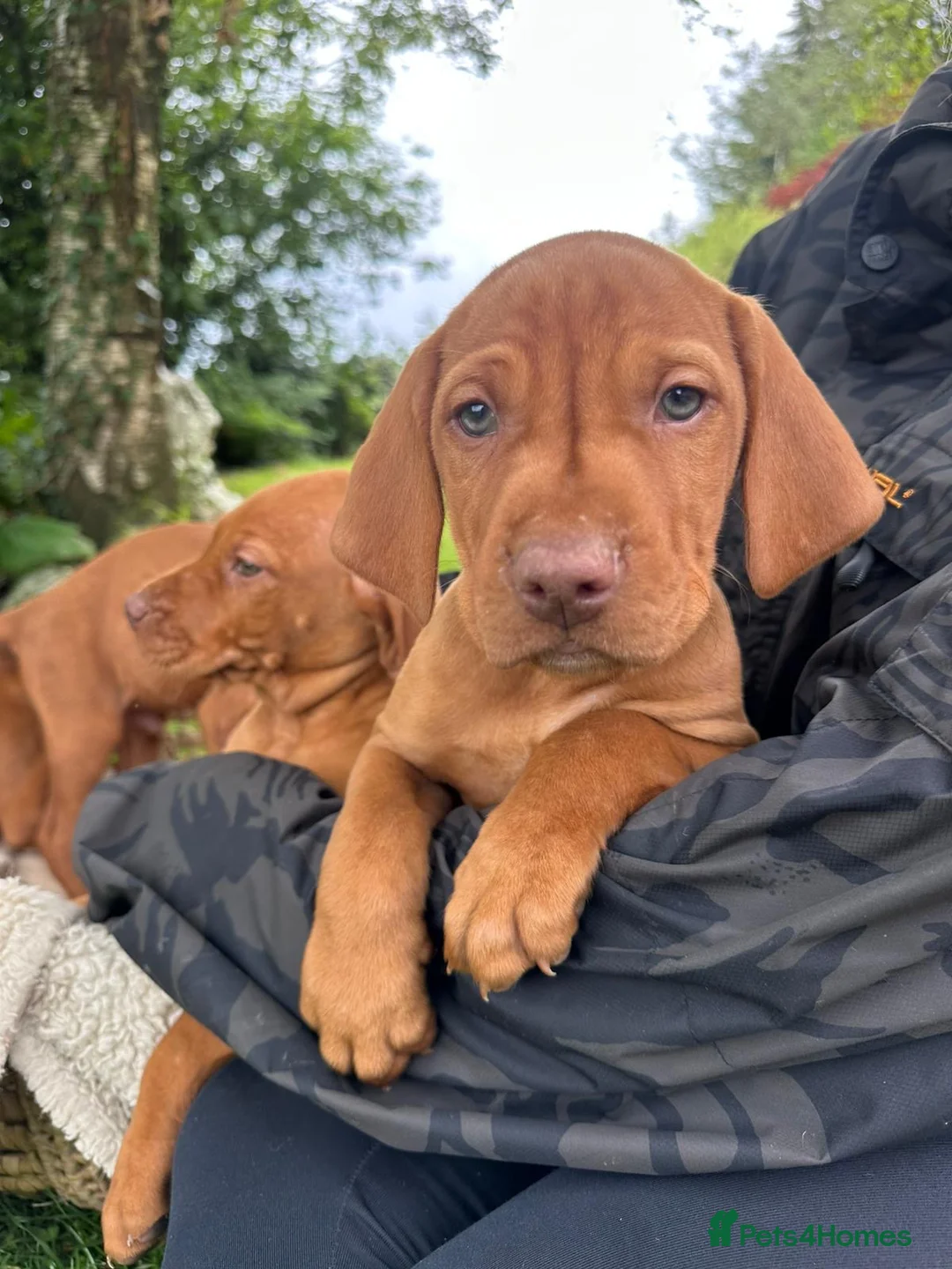 Hungarian Vizsla dogs for sale: 🐶Adorable KC Hungarian Vizsla Puppies 💗🩵 - Advert 2