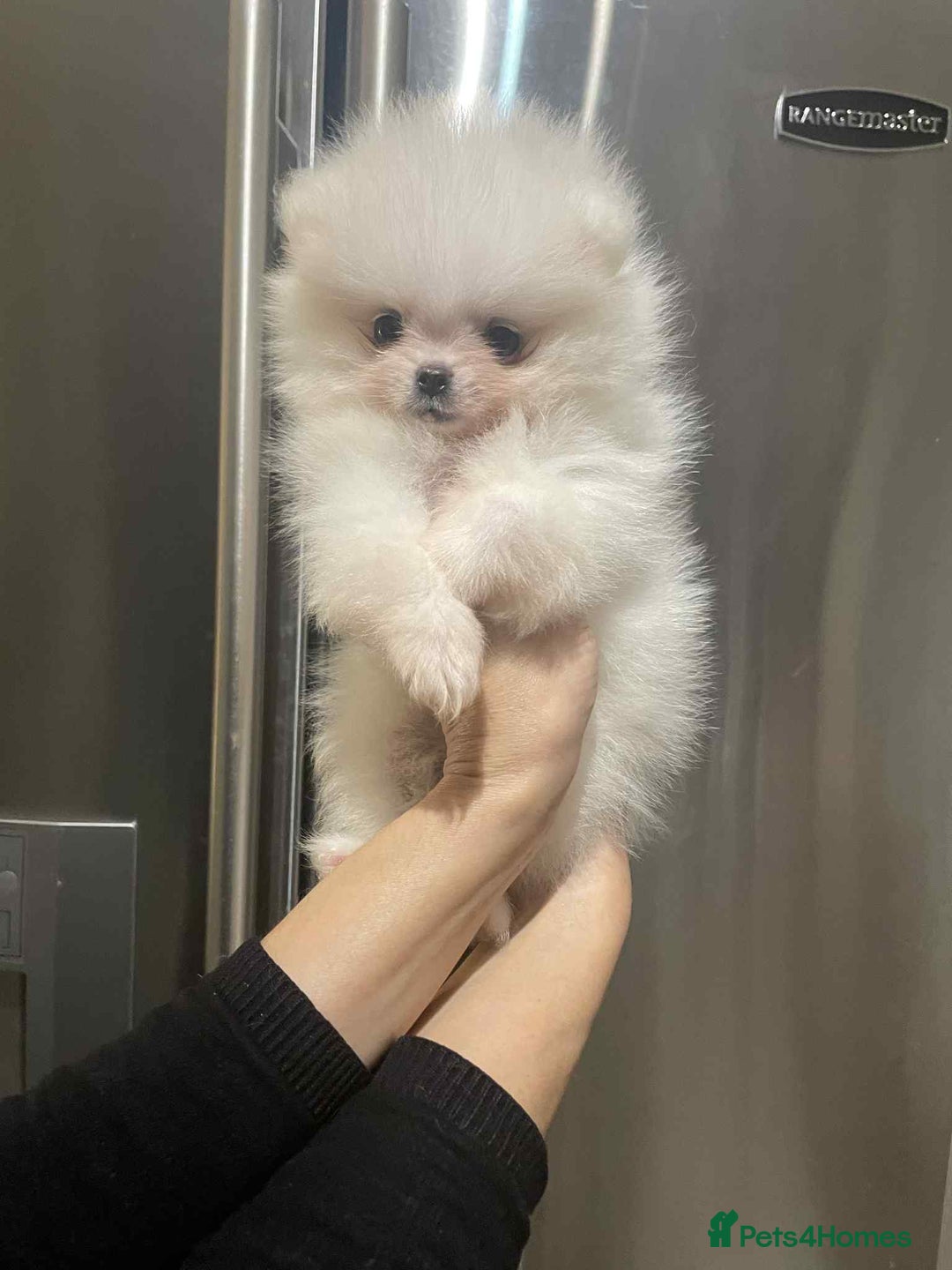 Pomeranian dogs for sale: 💝💝High-quality Beautiful boys💝💝 - Image 7