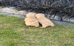 Miniature Dachshund dogs for sale: English Cream Mini Long Haired Dachshund  - Image 19