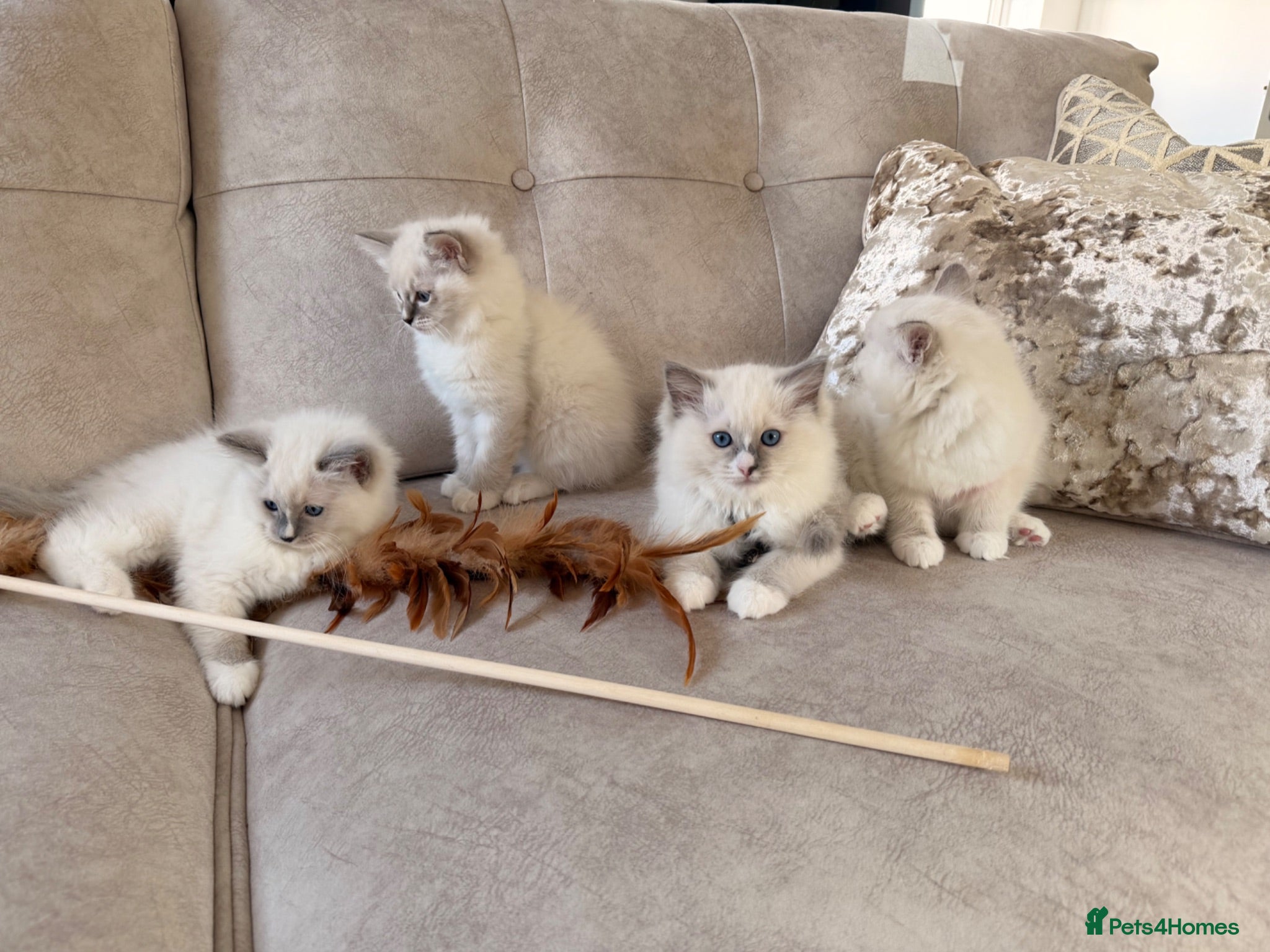 Ragdoll cats Beautiful Ragdoll Kittens - Advert 2