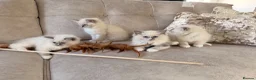 Ragdoll cats for sale: Beautiful Ragdoll Kittens - Advert 2