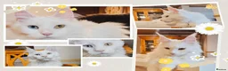 Maine Coon cats for sale: White odd eyes maine coon girl - Advert 1