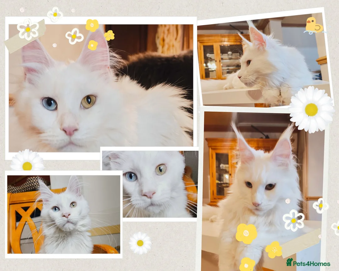 Maine Coon cats for sale: White odd eyes maine coon girl - Advert 1