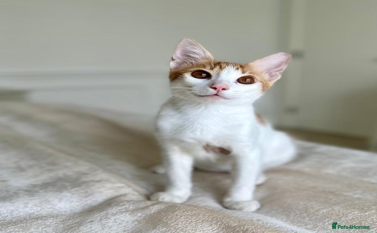 Arabian Mau cats - Advert 1