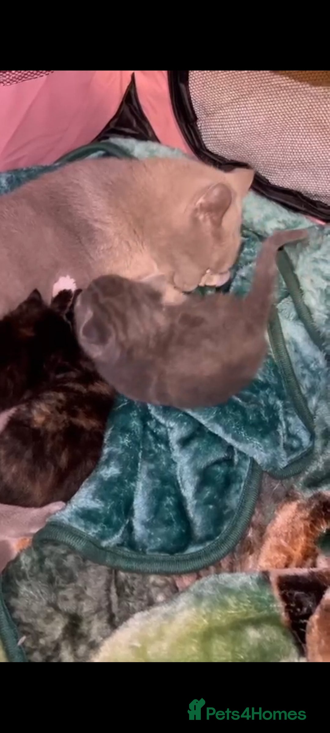 British Shorthair cats for sale: British Short Hair girls available  - Advert 2