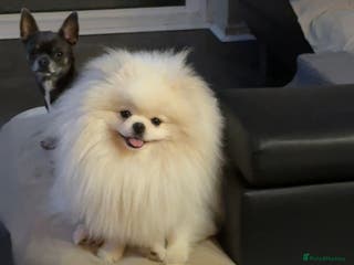 Pomeranian dogs STUD ONLY-KC Registered Bear‑Face Pomeranian - Advert 6