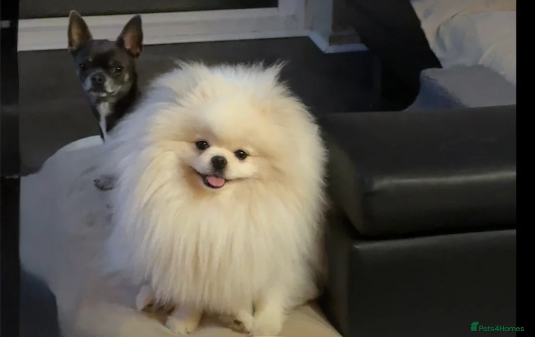 Pomeranian dogs for stud: PROVEN STUD -KC Registered Bear‑Face Pomeranian  - Advert 1