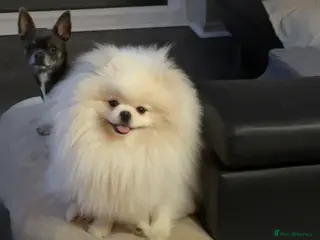 Pomeranian dogs STUD ONLY-KC Registered Bear‑Face Pomeranian - Advert 13