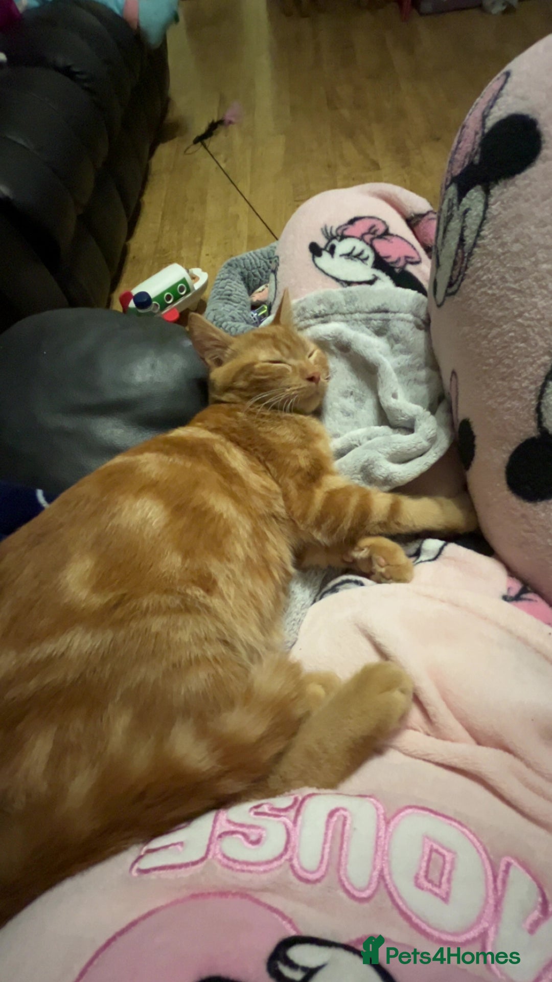 Mixed Breed cats for sale: Kittens  - Advert 2