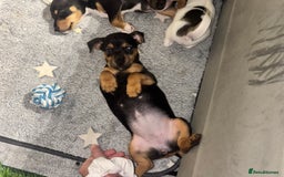 Jack Russell dogs for sale: 2 Outstanding Girl Jack Russell’s.  - Image 7