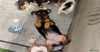 Jack Russell dogs - Advert 6