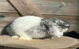 Mini Lop rabbits for sale: Mini lop doe - Image 3