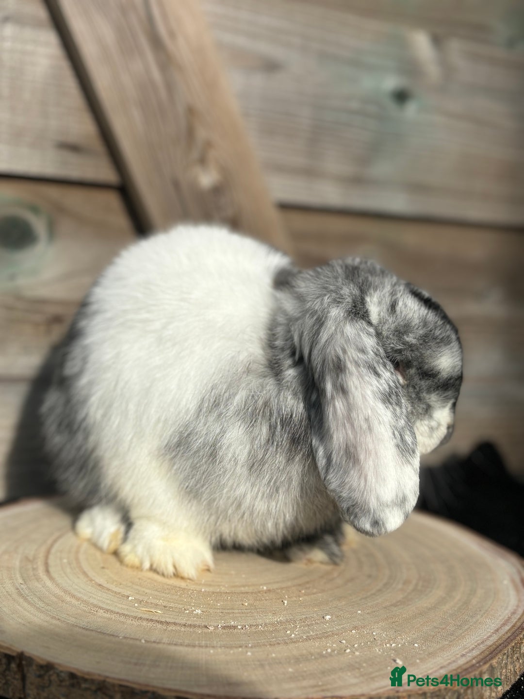 Mini Lop rabbits for sale: Mini lop doe - Image 3