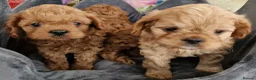Cavapoo dogs for sale: Quality F1 Cavapoos - Advert 10
