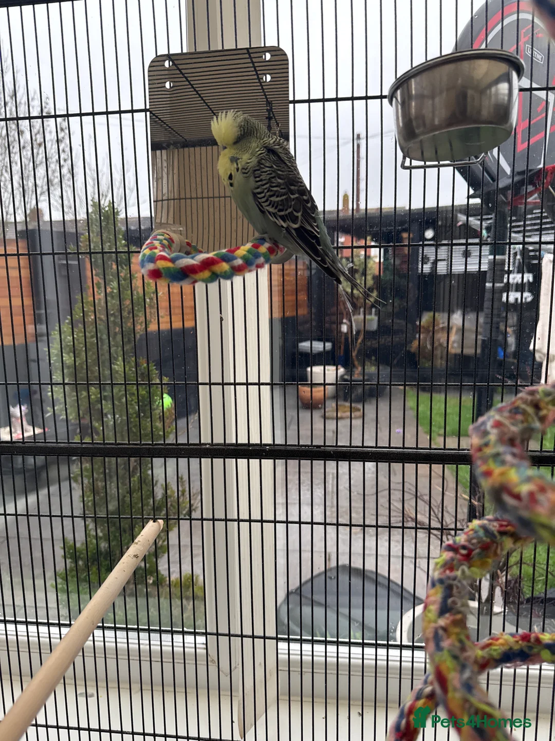 Budgerigars birds for sale: 10 Budgies – Must Stay Together - Advert 7