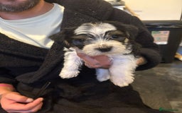 Yorkshire Terrier dogs for sale: Yorkshire terrier  - Image 3