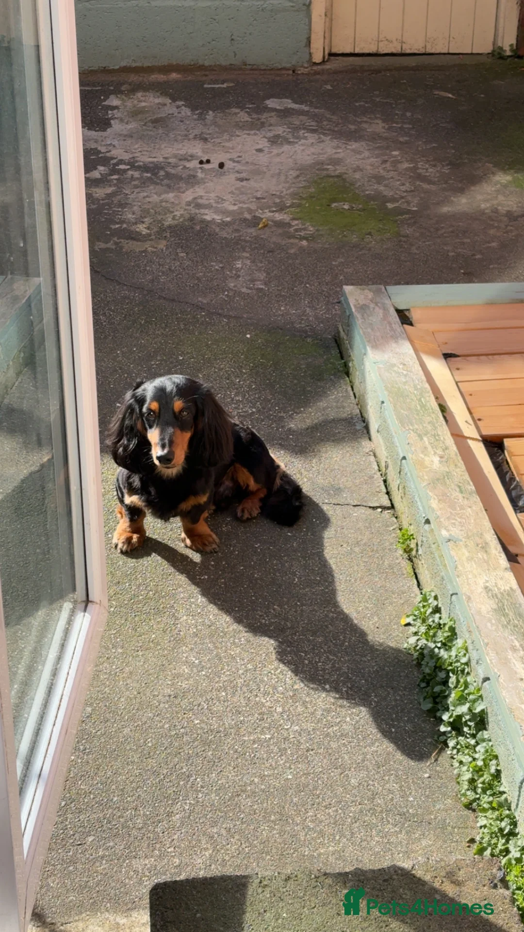 Miniature Dachshund dogs for stud: Long haired Black and Tan miniature daschund  - Advert 2
