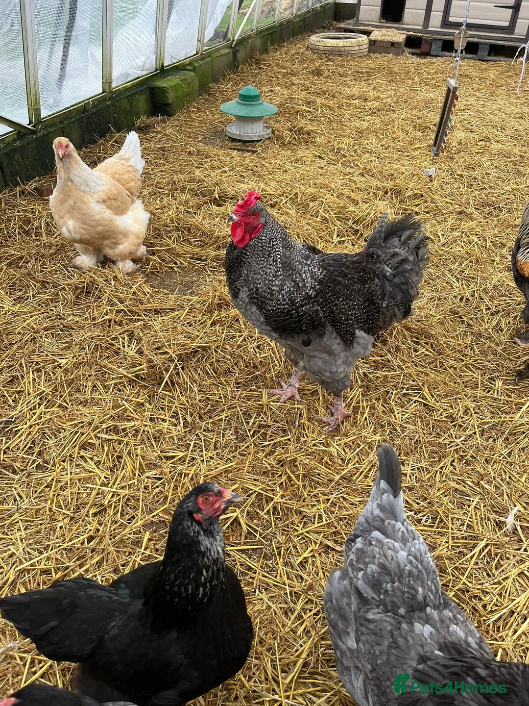 Chickens poultry for sale: Beautiful Brahma cross cockerel  - Advert 3