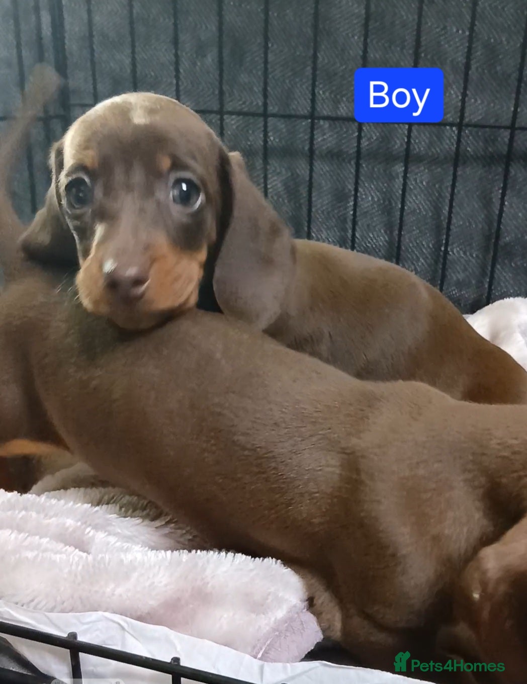 Miniature Dachshund dogs 😍 ONE BOY LEFT/CHOC/TAN  😍 😍 - Advert 1