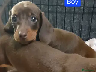 Miniature Dachshund dogs 😍 ONE BOY LEFT/CHOC/TAN 😍 😍 - Advert 7