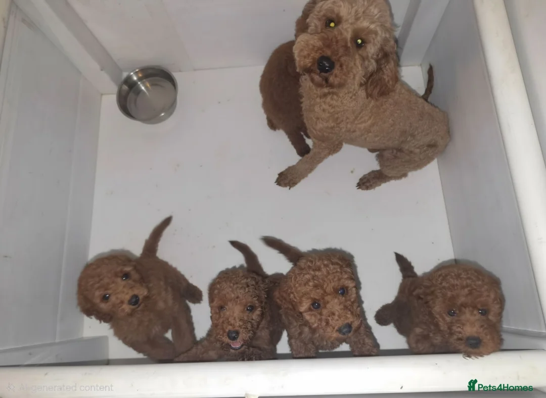 Miniature Poodle dogs for sale: Miniature Poodle  in Saint Helens - Advert 11