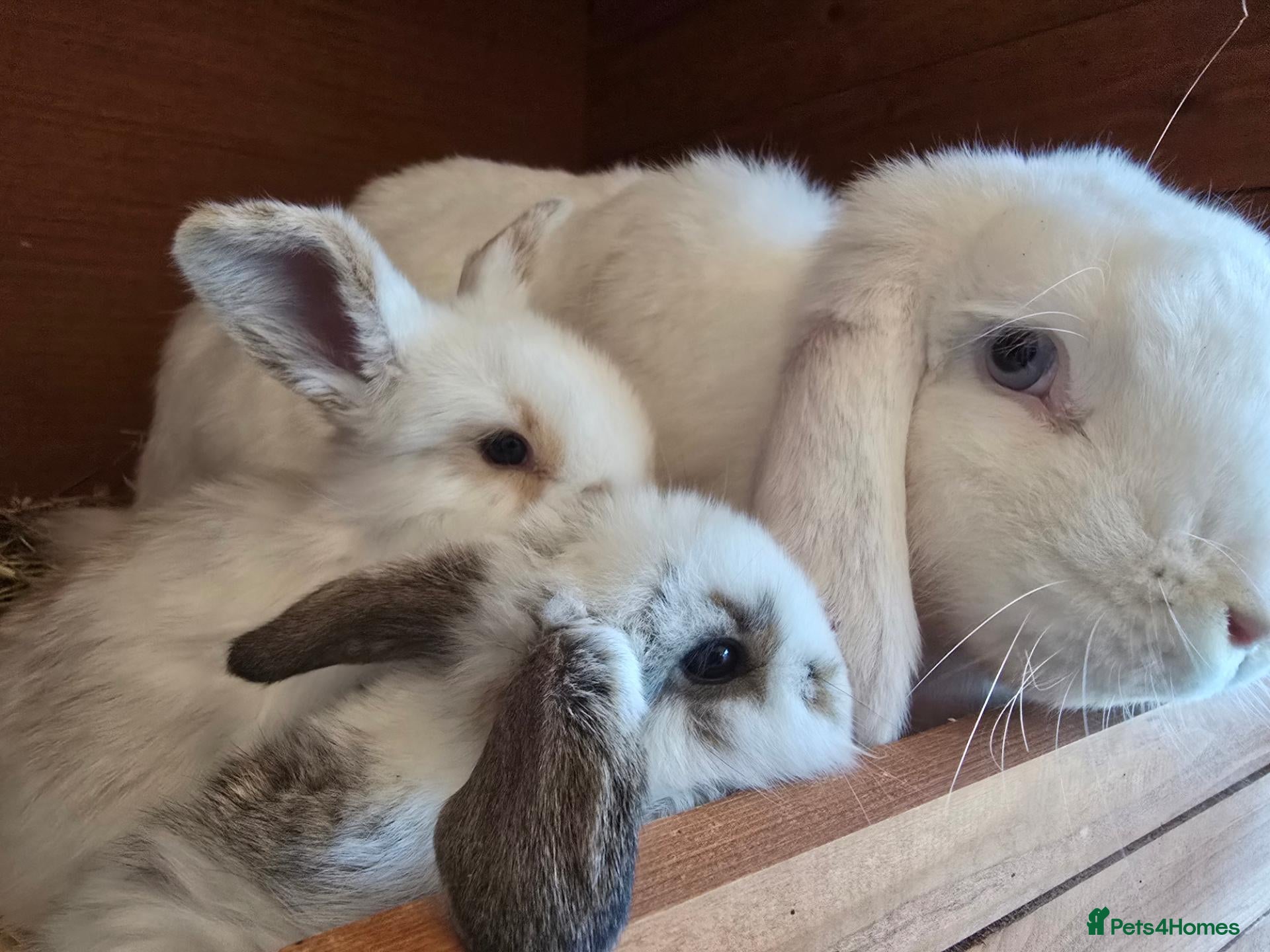 Mixed Breed rabbits Angora x French lop bunnies - Advert 3