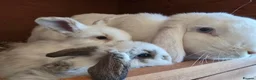 Mixed Breed rabbits for sale: Angora x French lop bunnies - Advert 1