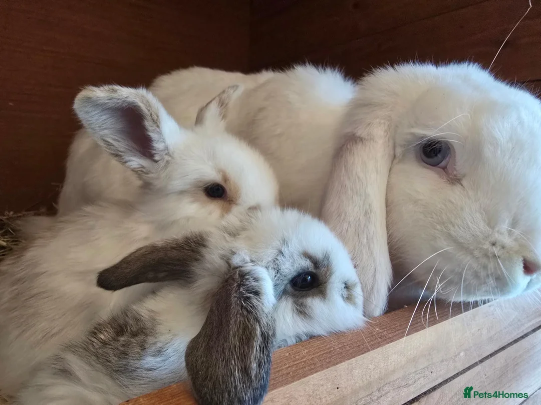 Mixed Breed rabbits for sale: Angora x French lop bunnies - Advert 1