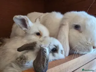 Mixed Breed rabbits Angora x French lop bunnies - Advert 3