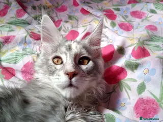 Maine Coon cats Pure breed XXL Maine Coon kittens - Advert 10