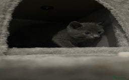 British Shorthair cats for sale: Brittish Shorthair Crossbreed Kittens  - Image 12