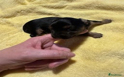 Mixed Breed dogs for sale: Dachshund x Chorkie - Image 6
