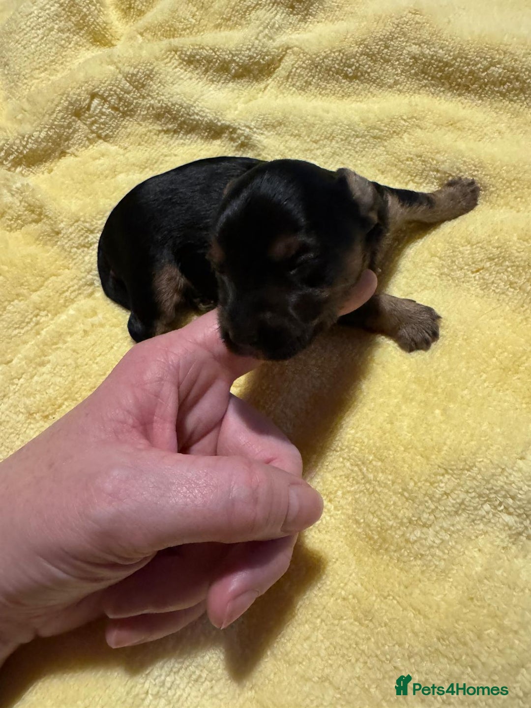 Mixed Breed dogs for sale: Dachshund x Chorkie - Image 6
