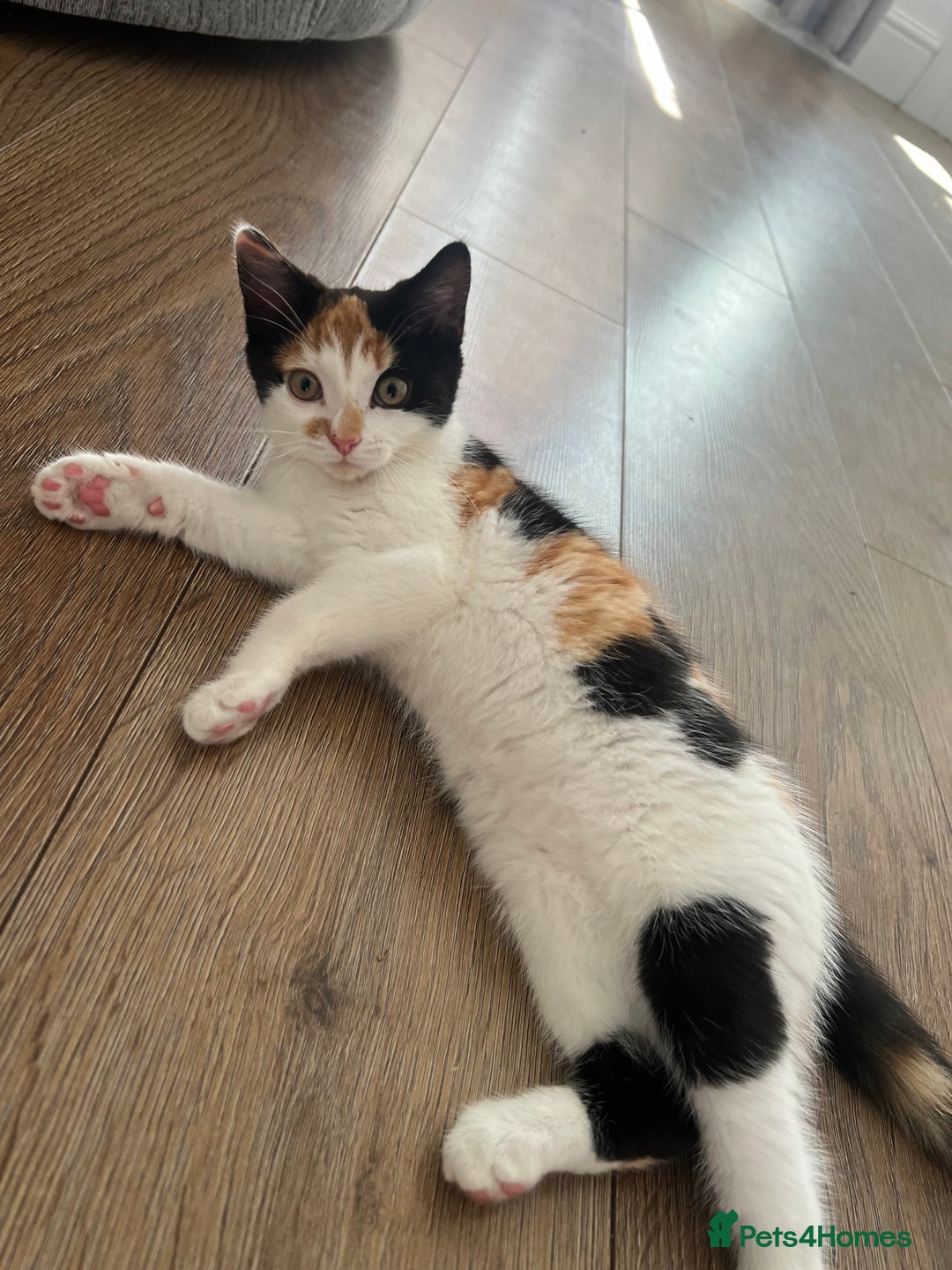 European cats for sale: Kitten (girl) for sale - ready to go  - Image 1