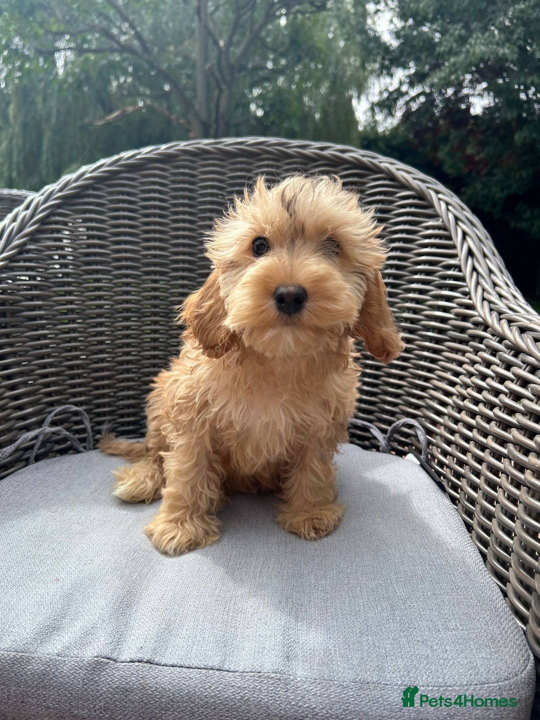 Cockapoo dogs for sale: F1 cocapoos ready to leave in Bishop's Stortford - Image 2