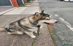 Alaskan Malamute dogs for sale: Beau 19 months male mal - Image 5