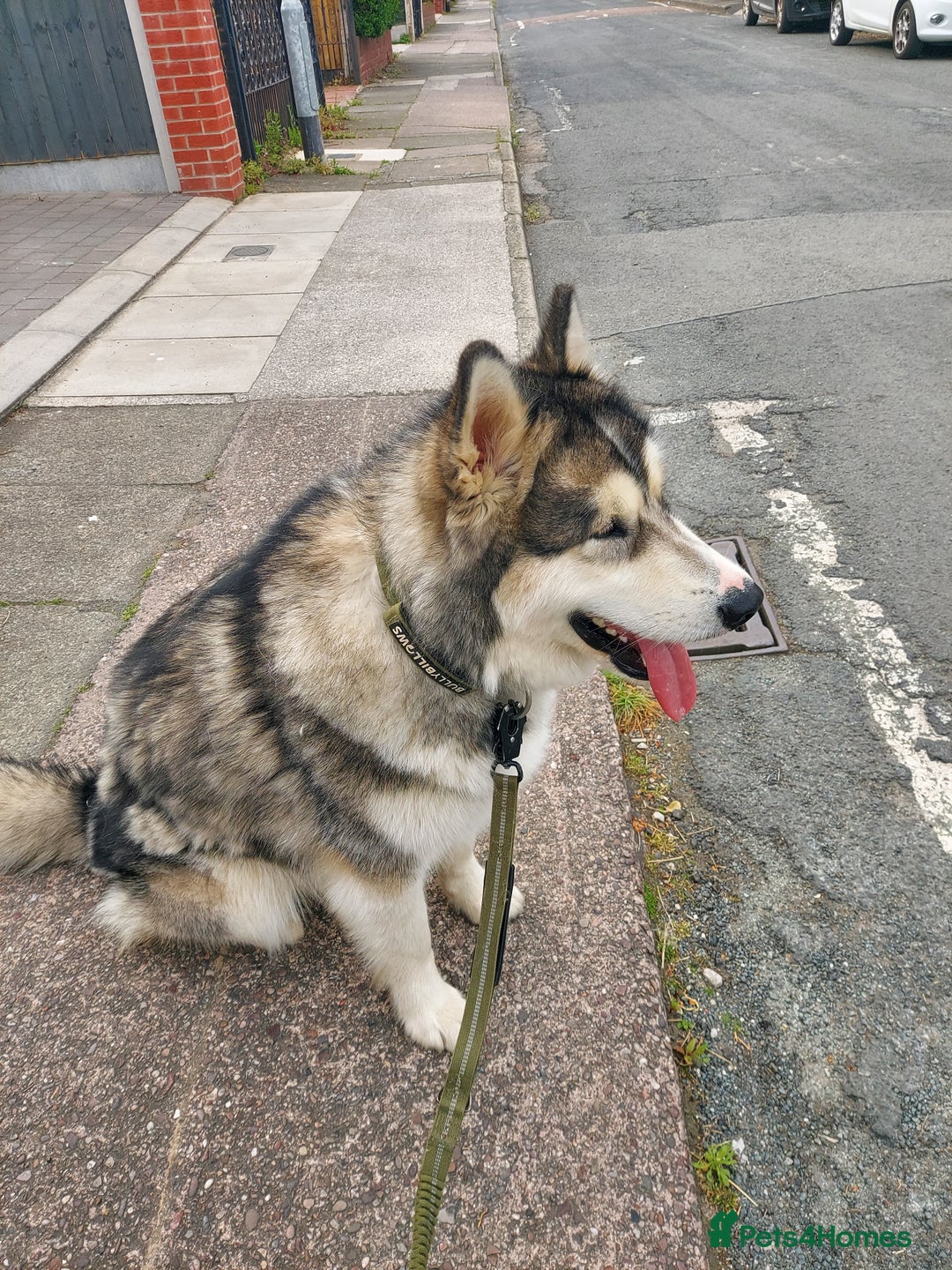 Alaskan Malamute dogs for sale: Beau 19 months male mal - Image 5