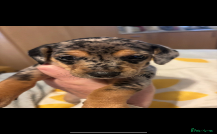 Mixed Breed dogs - Advert 7