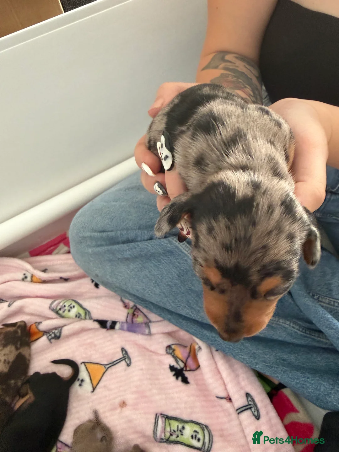 Miniature Dachshund dogs for sale: Beautiful litter of miniature dachshunds  in Sunderland - Advert 2