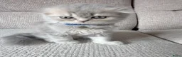 Scottish Fold cats for sale: Beautiful Scottish Fold Kittens 🐾 in Huntingdon - Advert 4