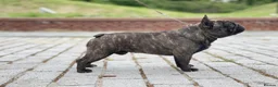 French Bulldog dogs for stud: **International Champion French Bulldog - AT STUD - Advert 11